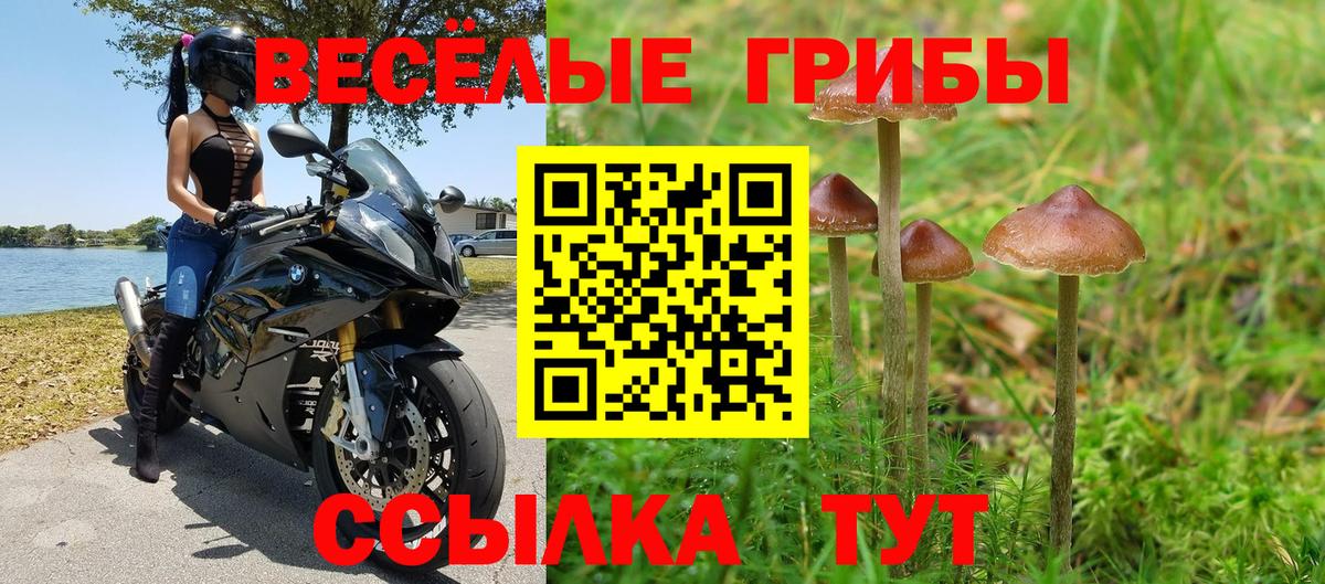Реж  Галлюциногенные грибы Psilocybine cubensis  Галлюциногенные грибы Cubensis  Вход с VPN 